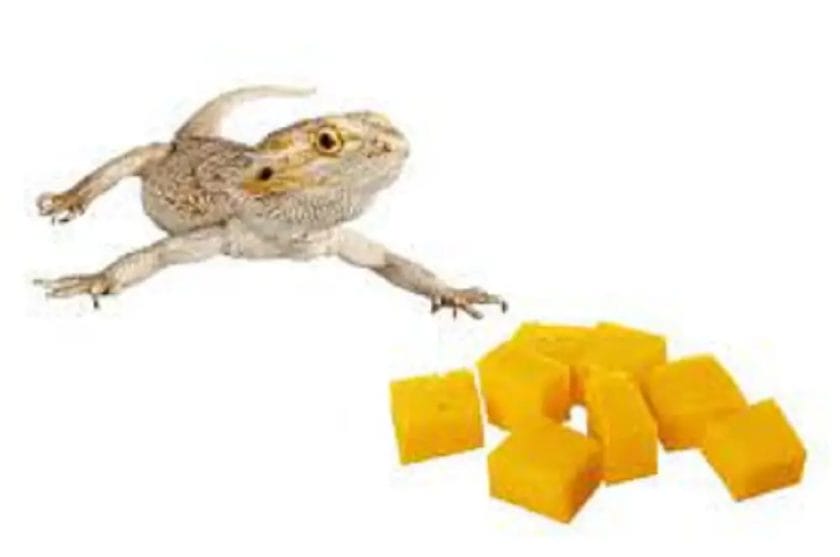 Can Bearded Dragons Have Cheese?