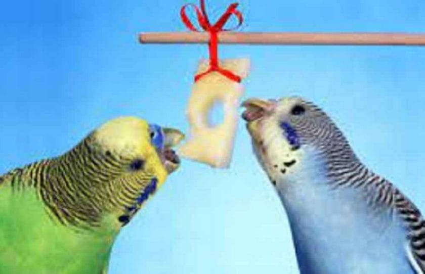 Can Budgies Eat Cheese?
