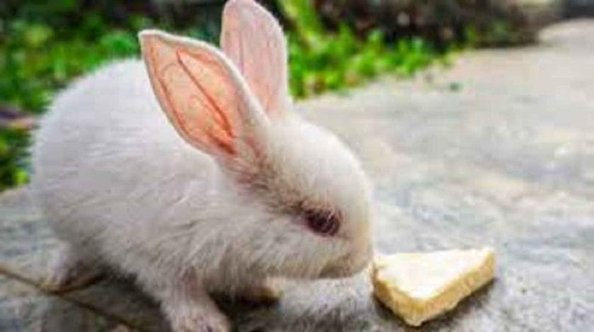 Can Bunnies Have Cheese?