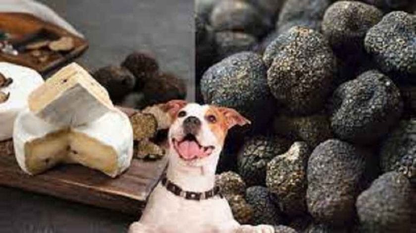 Can Dogs Eat Truffle Cheese?