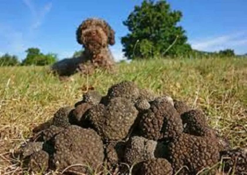Can Dogs Eat Truffle Cheese?