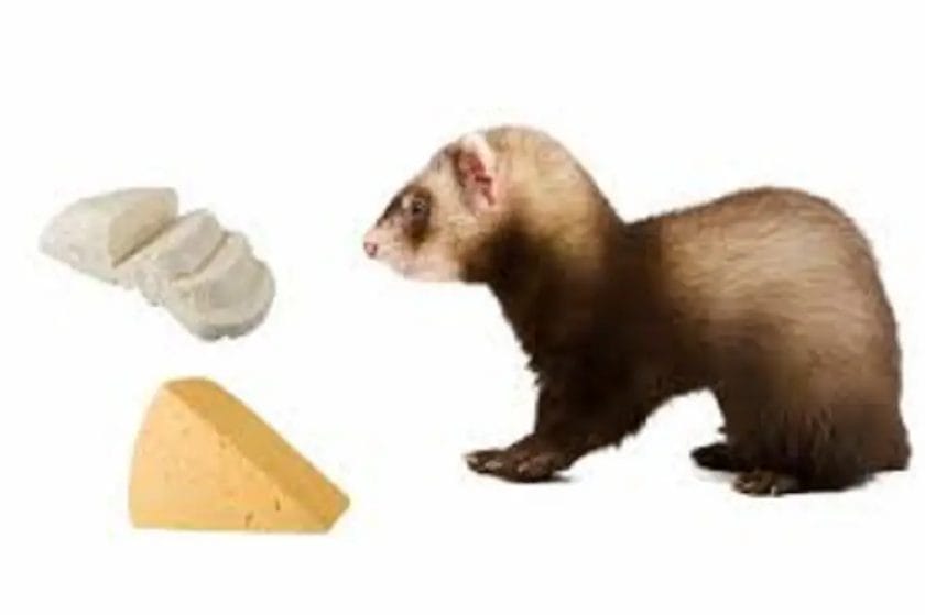 Can Ferrets Have Cheese?
