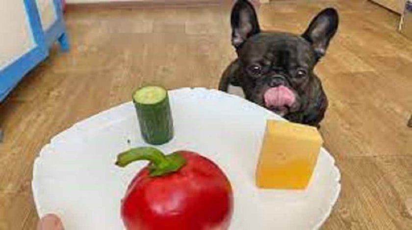  Can Frenchie Eat Cheese?
