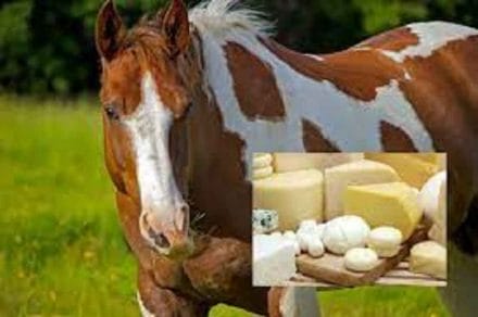 Can Horses Have Cheese?