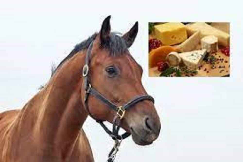 Can Horses Have Cheese?