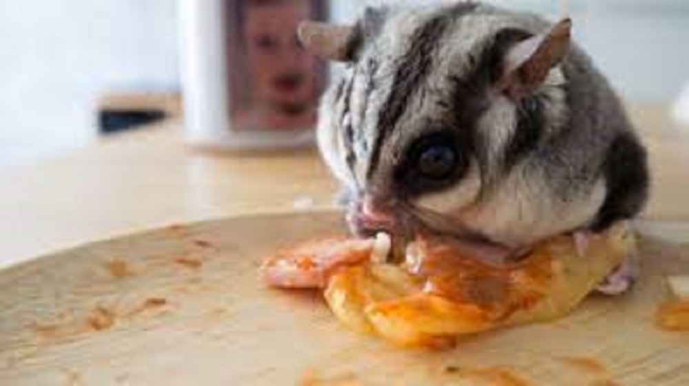 Can Sugar Gliders Have Cheese?