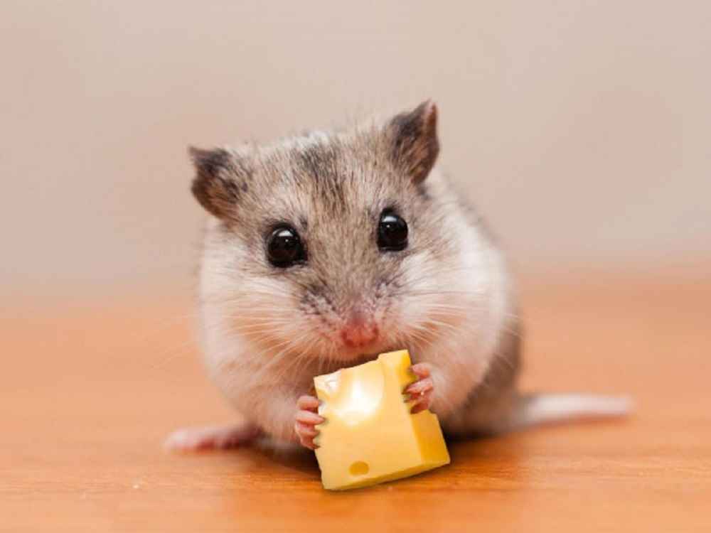 Can A Hamster Eat Cheese Balls LibertyCheeseSteaks