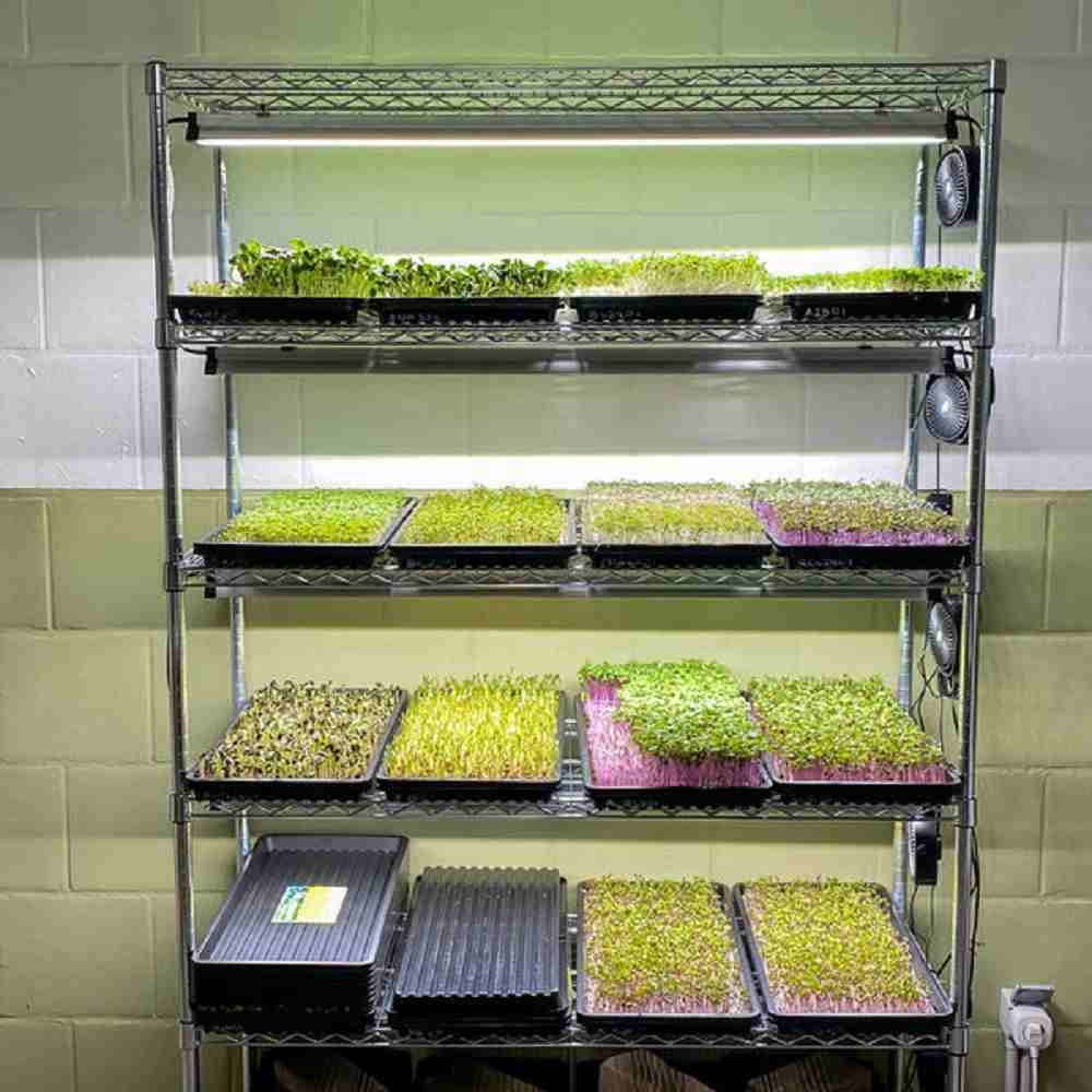 How To Sell Microgreens To Restaurants