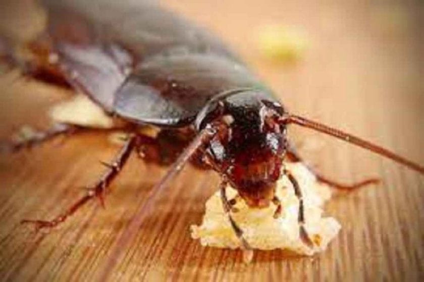 How to Get Rid of Roaches in a Restaurant?