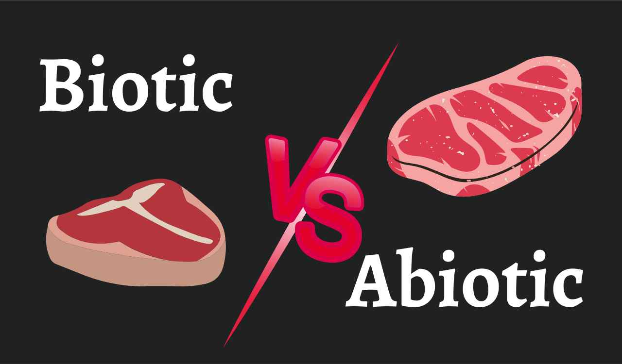 is steak biotic or abiotic