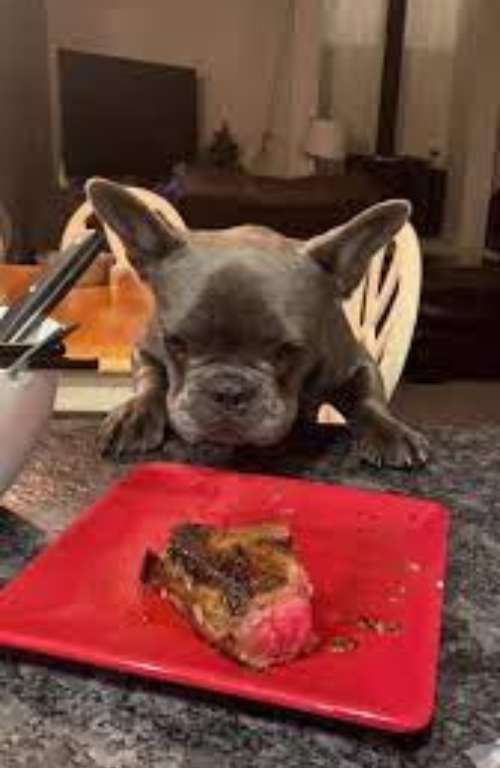 Frenchies and Steak 4