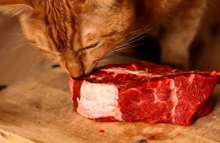 can cat eat steak 2