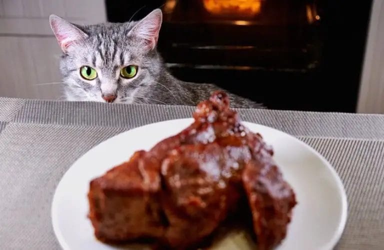can cat eat steak 3
