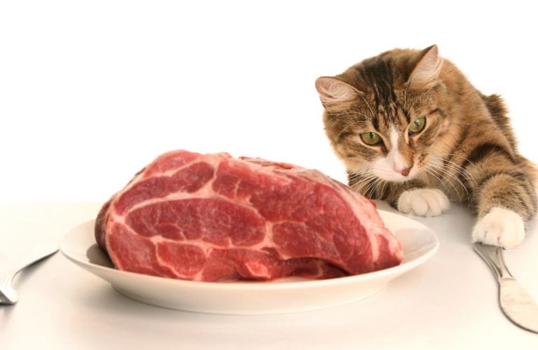 can cat eat steak