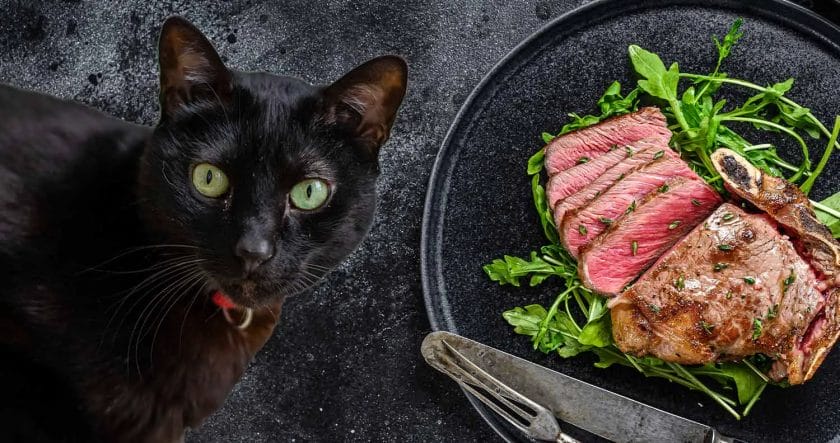 can cats have steak
