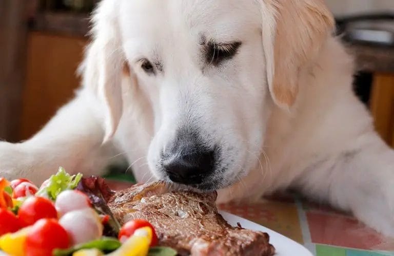 can dog eat t-bone steak 2