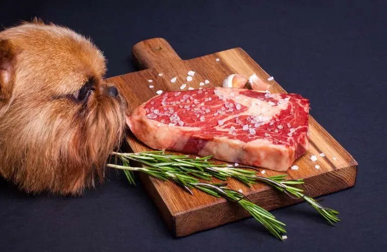 can dog eat t-bone steak 3