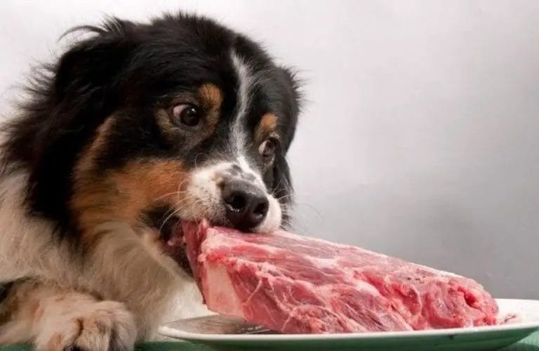 dog eat fat from steak 2
