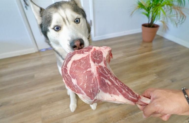 dog eat fat from steak 3