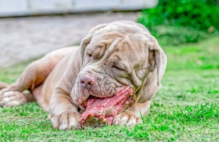 can dogs digest fat