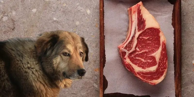 is steak fat bad for dogs
