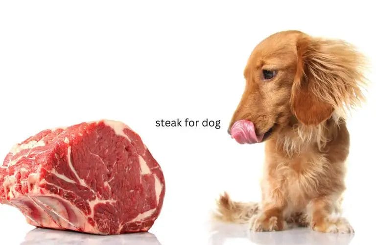 steak for dog