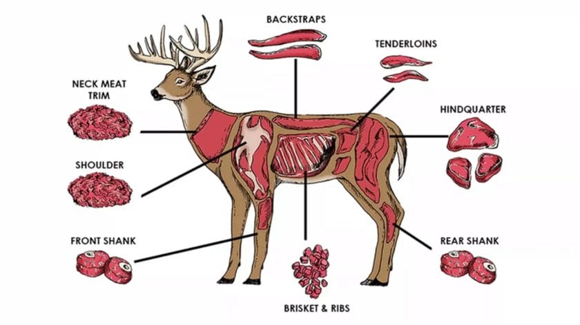where do steaks come from on a deer
